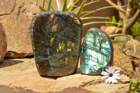 Polished Labradorite Standing Free Forms With Blue & Gold Flash  x 2 From Tulear, Madagascar - TopRock