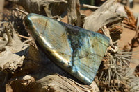 Polished Labradorite Standing Free Forms With Intense Blue & Gold Flash x 2 From Sakoany, Madagascar - TopRock