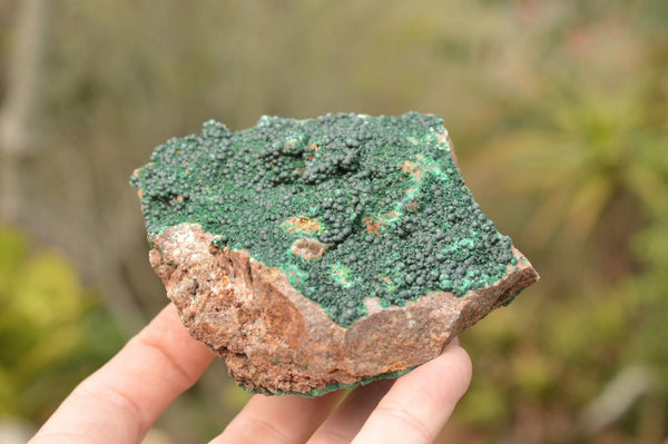 Natural Micro Botryoidal Malachite on Matrix Specimens  x 6 From Tenke Fungurume, Congo - TopRock