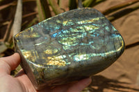 Polished Labradorite Standing Free Forms With Blue & Gold Flash  x 2 From Tulear, Madagascar - TopRock