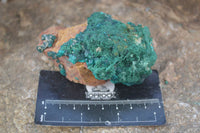 Natural Classic Emerald Dioptase Crystal Specimens  x 2 From Likasi, Congo