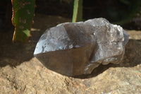 Natural Large Smokey Quartz Crystal x 1 From Malawi