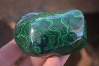 Polished Flower Banded Malachite Free Forms  x 6 From Congo - Toprock Gemstones and Minerals 