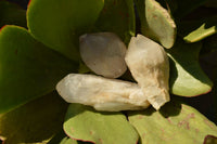 Natural Single Pineapple Quartz Crystals  x 35 From Madagascar - TopRock