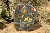 Polished Labradorite Standing Free Forms With Blue & Gold Flash  x 2 From Tulear, Madagascar - TopRock