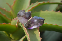 Natural Window Amethyst Crystals  x 35 From Chiredzi, Zimbabwe