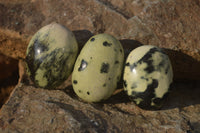 Polished Leopard Stone Palm Stones  x 12 From Zimbabwe