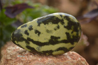 Polished Leopard Stone Free Forms  x 6 From Zimbabwe