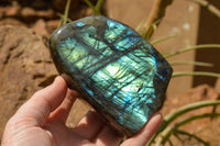 Polished Labradorite Standing Free Forms With Blue & Gold Flash  x 2 From Tulear, Madagascar - TopRock