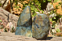 Polished Labradorite Standing Free Forms With Intense Blue & Gold Flash x 2 From Sakoany, Madagascar - TopRock