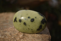 Polished Leopard Stone Palm Stones  x 12 From Zimbabwe