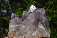 Natural Zambian Amethyst Crystal Clusters x 2 From Mumbwe, Zambia - TopRock