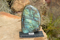 Polished Labradorite Standing Free Forms With Blue & Gold Flash  x 2 From Tulear, Madagascar - TopRock