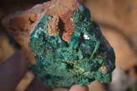 Natural Classic Emerald Dioptase Crystal Specimens  x 2 From Likasi, Congo