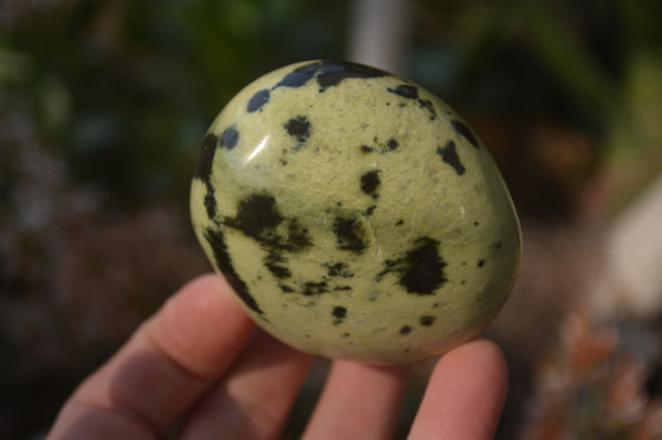 Polished Leopard Stone Palm Stones  x 12 From Zimbabwe