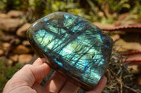 Polished Labradorite Standing Free Forms With Blue & Gold Flash  x 2 From Tulear, Madagascar - TopRock