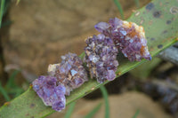 Natural Small Dark Amethyst Crystal Plates  x 70 From Mapatizya, Zambia - Toprock Gemstones and Minerals 