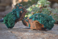 Natural Classic Emerald Dioptase Crystal Specimens  x 2 From Likasi, Congo