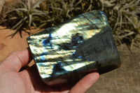 Polished Labradorite Standing Free Forms With Intense Blue & Gold Flash x 2 From Sakoany, Madagascar - TopRock