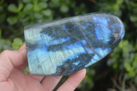 Polished Flashy Labradorite Standing Free Forms  x 3 From Madagascar - TopRock