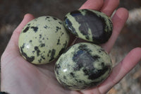 Polished Spotted Leopard Stone Gallets  x 12 From Zimbabwe