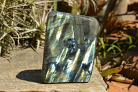 Polished Labradorite Standing Free Forms With Intense Blue & Gold Flash x 2 From Sakoany, Madagascar - TopRock