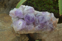 Natural Jacaranda Amethyst Cluster x 1 From Mumbwa, Zambia - TopRock