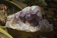 Natural Jacaranda Amethyst Cluster x 1 From Mumbwa, Zambia - TopRock