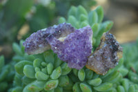 Natural Small Dark Amethyst Crystal Plates  x 70 From Mapatizya, Zambia - Toprock Gemstones and Minerals 