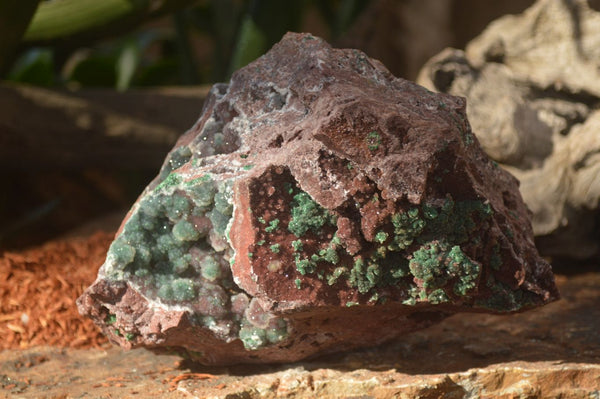 Natural Drusy Coated Ball Malachite On Dolomite Specimen x 1 From Southern Africa