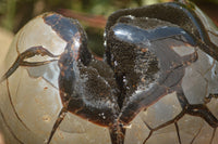 Polished Septerye Sauvage "Dragons Egg" x 1 From Mahajanga, Madagascar - TopRock