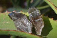 Natural Clear Smokey Quartz Crystals  x 20 From Southern Africa