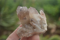 Natural Red Hematite Phantom Quartz Crystals  x 12 From Karoi, Zimbabwe - TopRock