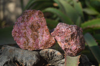 Natural Rough Red Rhodonite Specimens x 6 From Zimbabwe