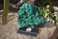 Natural Chatoyant Silky Malachite Specimens  x 2 From Kasompe, Congo