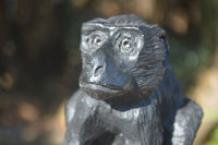 Polished Groovy Black Soap Stone Baboon Carving  x 1 From Zimbabwe - Toprock Gemstones and Minerals 