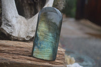 Polished Flashy Labradorite Standing Free Forms  x 3 From Madagascar - TopRock