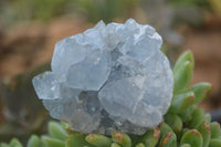 Natural Blue Celestite Crystal Specimens  x 6 From Madagascar - Toprock Gemstones and Minerals 