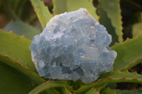 Natural Blue Celestite Crystal Specimens  x 3 From Sakoany, Madagascar - Toprock Gemstones and Minerals 