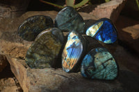 Polished Labradorite Standing Free Forms  x 6 From Madagascar