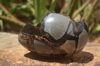 Polished Septaria Dragons Egg x 1 From Mahajanga, Madagascar - TopRock