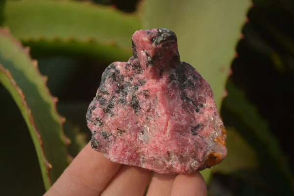 Natural Rough Red Rhodonite Specimens  x 12 From Zimbabwe