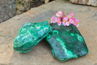 Polished Malachite Free Forms With Stunning Flower & Banding Patterns x 2 From Congo - TopRock