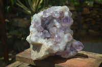 Natural Jacaranda Amethyst Cluster x 1 From Mumbwa, Zambia - TopRock