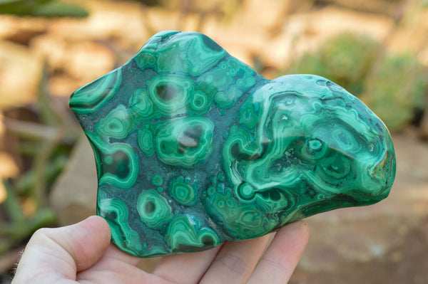 Polished Malachite Free Forms With Stunning Flower & Banding Patterns x 2 From Congo - TopRock