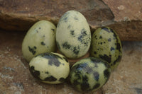 Polished Leopard stone Eggs x 12 From Zimbabwe - TopRock