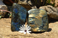 Polished Labradorite Standing Free Forms With Intense Blue & Gold Flash x 2 From Sakoany, Madagascar - TopRock