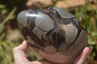 Polished Septaria Dragons Egg x 1 From Mahajanga, Madagascar - TopRock