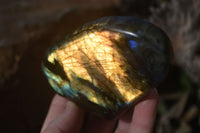 Polished Labradorite Standing Free Forms  x 6 From Madagascar