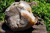 Polished Extra Large Crystal Cantered Agate Geode x 1 From Madagascar